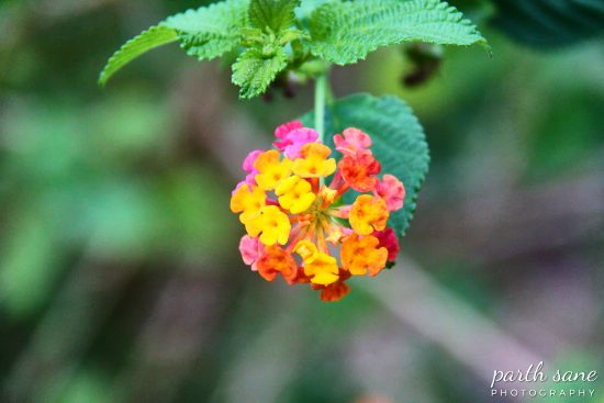 Spring Flowers